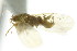  (Craspedolepta furcata - CNC#HEM303893)  @11 [ ] CreativeCommons - Attribution (2011) CNC/CBG Photography Group Centre for Biodiversity Genomics