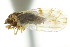  (Craspedolepta parvula - CNC#HEM303902)  @11 [ ] CreativeCommons - Attribution (2011) CNC/CBG Photography Group Centre for Biodiversity Genomics