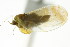  (Craspedolepta sonchi - CNC#HEM303904)  @13 [ ] CreativeCommons - Attribution (2011) CNC/CBG Photography Group Centre for Biodiversity Genomics