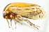  ( - CNC#HEM401370)  @11 [ ] CreativeCommons - Attribution (2011) CNC/CBG Photography Group Centre for Biodiversity Genomics