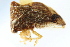  ( - CNC#HEM401541)  @13 [ ] CreativeCommons - Attribution (2011) CNC/CBG Photography Group Centre for Biodiversity Genomics