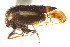  (Ophiderma flavicephala - CNC#HEM401578)  @13 [ ] CreativeCommons - Attribution (2011) CNC/CBG Photography Group Centre for Biodiversity Genomics