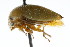  (Stictopelta indeterminata - CNC#HEM401618)  @15 [ ] CreativeCommons - Attribution (2011) CNC/CBG Photography Group Centre for Biodiversity Genomics