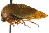  (Stictopelta nova - CNC#HEM401623)  @11 [ ] CreativeCommons - Attribution (2011) CNC/CBG Photography Group Centre for Biodiversity Genomics