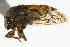  (Ophiderma pallida - CNC#HEM401692)  @14 [ ] CreativeCommons - Attribution (2011) CNC/CBG Photography Group Centre for Biodiversity Genomics