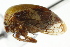  ( - CNC#HEM401695)  @13 [ ] CreativeCommons - Attribution (2011) CNC/CBG Photography Group Centre for Biodiversity Genomics