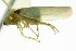  ( - CNC#HEM401871)  @13 [ ] CreativeCommons - Attribution (2011) CNC/CBG Photography Group Centre for Biodiversity Genomics