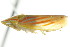  (Spangbergiella quadripunctata - CNC#HEM401882)  @11 [ ] CreativeCommons - Attribution (2011) CNC/CBG Photography Group Centre for Biodiversity Genomics