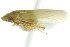  ( - CNC#HEM401887)  @11 [ ] CreativeCommons - Attribution (2011) CNC/CBG Photography Group Centre for Biodiversity Genomics