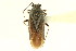  (Slaterocoris argenteoides - CNC#PBI00118905)  @11 [ ] CreativeCommons - Attribution (2011) CNC/CBG Photography Group Centre for Biodiversity Genomics