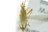  (Teratocoris saundersi - CNC#PBI00394853)  @13 [ ] CreativeCommons - Attribution (2011) CNC/CBG Photography Group Centre for Biodiversity Genomics
