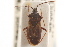  (Eremocoris borealis - CNC#HEM305140)  @15 [ ] CreativeCommons - Attribution (2012) CNC/CBG Photography Group Centre for Biodiversity Genomics