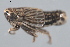  ( - CNC#HEM402345)  @12 [ ] CreativeCommons - Attribution (2012) CNC/CBG Photography Group Centre for Biodiversity Genomics