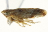  ( - CNC#HEM402824)  @13 [ ] CreativeCommons - Attribution (2012) CNC/CBG Photography Group Centre for Biodiversity Genomics