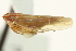  (Graminella floridana - CNC#HEM402869)  @11 [ ] CreativeCommons - Attribution (2012) CNC/CBG Photography Group Centre for Biodiversity Genomics