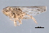  (Laevicephalus canyonensis - CNC#HEM403211)  @11 [ ] CreativeCommons - Attribution (2012) CNC/CBG Photography Group Centre for Biodiversity Genomics