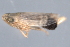  (Laevicephalus tantalus - CNC#HEM403249)  @11 [ ] CreativeCommons - Attribution (2012) CNC/CBG Photography Group Centre for Biodiversity Genomics