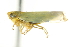  (Lebradea flavovirens - CNC#HEM403323)  @14 [ ] CreativeCommons - Attribution (2012) CNC/CBG Photography Group Centre for Biodiversity Genomics