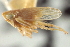  (Cribrus plagus - CNC#HEM403382)  @11 [ ] CreativeCommons - Attribution (2012) CNC/CBG Photography Group Centre for Biodiversity Genomics