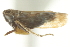  (Pinumius sexmaculatus - CNC#HEM403410)  @11 [ ] CreativeCommons - Attribution (2012) CNC/CBG Photography Group Centre for Biodiversity Genomics