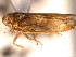  (Colladonus balius - CNC#HEM403807)  @13 [ ] CreativeCommons - Attribution (2012) CNC/CBG Photography Group Centre for Biodiversity Genomics