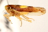  ( - CNC#HEM403826)  @11 [ ] CreativeCommons - Attribution (2012) CNC/CBG Photography Group Centre for Biodiversity Genomics