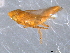  (Cosmotettix paludosus - CNC#HEM403901)  @11 [ ] CreativeCommons - Attribution (2012) CNC/CBG Photography Group Centre for Biodiversity Genomics