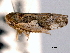  (Norvellina vermiculata - CNC#HEM404815)  @13 [ ] CreativeCommons - Attribution (2012) CNC/CBG Photography Group Centre for Biodiversity Genomics