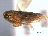  (Ollarianus armus - CNC#HEM404821)  @13 [ ] CreativeCommons - Attribution (2012) CNC/CBG Photography Group Centre for Biodiversity Genomics