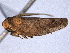  (Paraphlepsius tennessus - CNC#HEM404987)  @13 [ ] CreativeCommons - Attribution (2012) CNC/CBG Photography Group Centre for Biodiversity Genomics