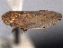  ( - CNC#HEM405017)  @11 [ ] CreativeCommons - Attribution (2012) CNC/CBG Photography Group Centre for Biodiversity Genomics