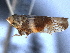  ( - CNC#HEM405055)  @11 [ ] CreativeCommons - Attribution (2012) CNC/CBG Photography Group Centre for Biodiversity Genomics