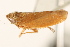  ( - CNC#HEM405237)  @13 [ ] CreativeCommons - Attribution (2012) CNC/CBG Photography Group Centre for Biodiversity Genomics