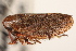  ( - CNC#HEM405250)  @13 [ ] CreativeCommons - Attribution (2012) CNC/CBG Photography Group Centre for Biodiversity Genomics