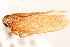  (Texananus caducus - CNC#HEM405252)  @14 [ ] CreativeCommons - Attribution (2012) CNC/CBG Photography Group Centre for Biodiversity Genomics