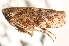  ( - CNC#HEM405261)  @13 [ ] CreativeCommons - Attribution (2012) CNC/CBG Photography Group Centre for Biodiversity Genomics