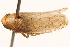  (Texananus curtus - CNC#HEM405268)  @11 [ ] CreativeCommons - Attribution (2012) CNC/CBG Photography Group Centre for Biodiversity Genomics