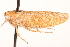  (Texananus lyratus - CNC#HEM405297)  @11 [ ] CreativeCommons - Attribution (2012) CNC/CBG Photography Group Centre for Biodiversity Genomics