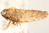  (Excultanus neomexicanus - CNC#HEM405307)  @14 [ ] CreativeCommons - Attribution (2012) CNC/CBG Photography Group Centre for Biodiversity Genomics