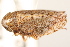  ( - CNC#HEM405311)  @13 [ ] CreativeCommons - Attribution (2012) CNC/CBG Photography Group Centre for Biodiversity Genomics