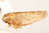  (Excultanus paralus - CNC#HEM405314)  @14 [ ] CreativeCommons - Attribution (2012) CNC/CBG Photography Group Centre for Biodiversity Genomics