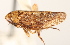  ( - CNC#HEM405327)  @11 [ ] CreativeCommons - Attribution (2012) CNC/CBG Photography Group Centre for Biodiversity Genomics