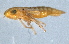  (Neocoelidia lineata - CNC#HEM405369)  @11 [ ] CreativeCommons - Attribution (2012) CNC/CBG Photography Group Centre for Biodiversity Genomics