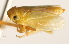  (Neocoelidia tumidifrons - CNC#HEM405374)  @14 [ ] CreativeCommons - Attribution (2012) CNC/CBG Photography Group Centre for Biodiversity Genomics