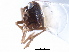  (Javesella opaca - CNC#HEM405645)  @11 [ ] CreativeCommons - Attribution (2012) CNC/CBG Photography Group Centre for Biodiversity Genomics