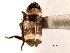  (Planaphrodes laeva - CNC#HEM405431)  @13 [ ] CreativeCommons - Attribution (2012) CNC/CBG Photography Group Centre for Biodiversity Genomics