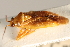  (Lygidea illota - PBI 00396041)  @11 [ ] CreativeCommons - Attribution (2012) CNC/CBG Photography Group Centre for Biodiversity Genomics