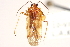  (Lygidea viburni - PBI 00396139)  @11 [ ] CreativeCommons - Attribution (2012) CNC/CBG Photography Group Centre for Biodiversity Genomics