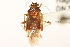  (Lygidea - PBI 00396156)  @15 [ ] CreativeCommons - Attribution (2012) CNC/CBG Photography Group Centre for Biodiversity Genomics