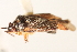 (Lygidea annexa - PBI 00396203)  @14 [ ] CreativeCommons - Attribution (2012) CNC/CBG Photography Group Centre for Biodiversity Genomics